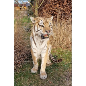Fantastische opgezette Siberische of Amur tijger, opgezette tijger VERKOCHT! Fantastische opgezette Siberische of Amur tijger, opgezette tijger VERKOCHT!